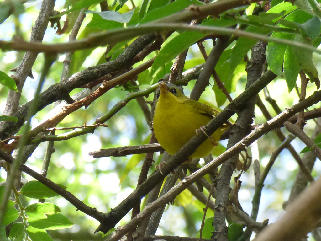Black-lored Yellowthroat