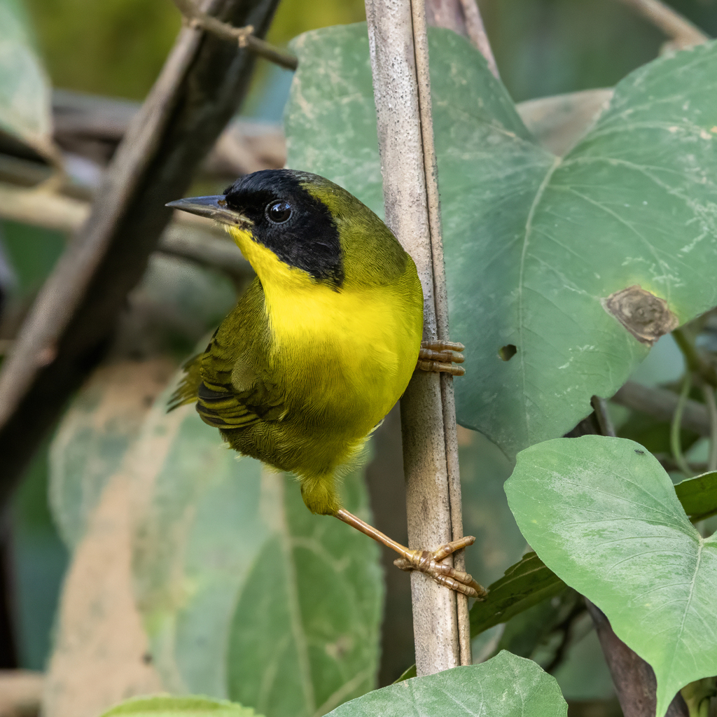 Olive-crowned Yellowthroat