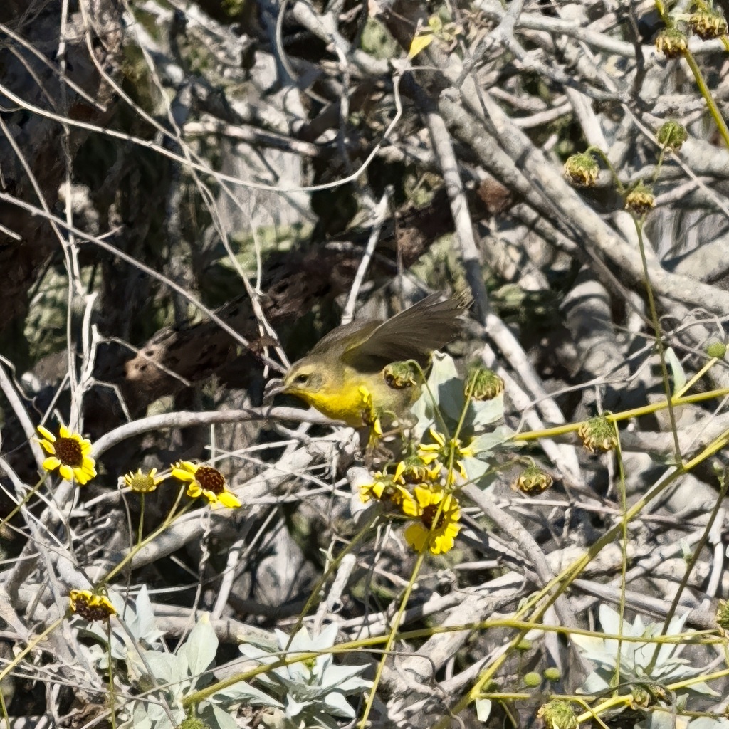 Belding’s Yellowthroat