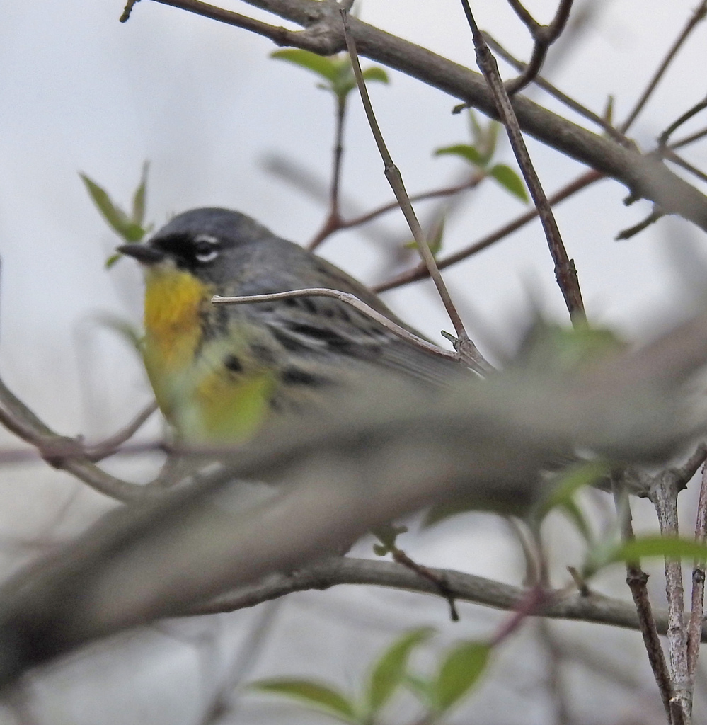 Kirtland’s Warbler