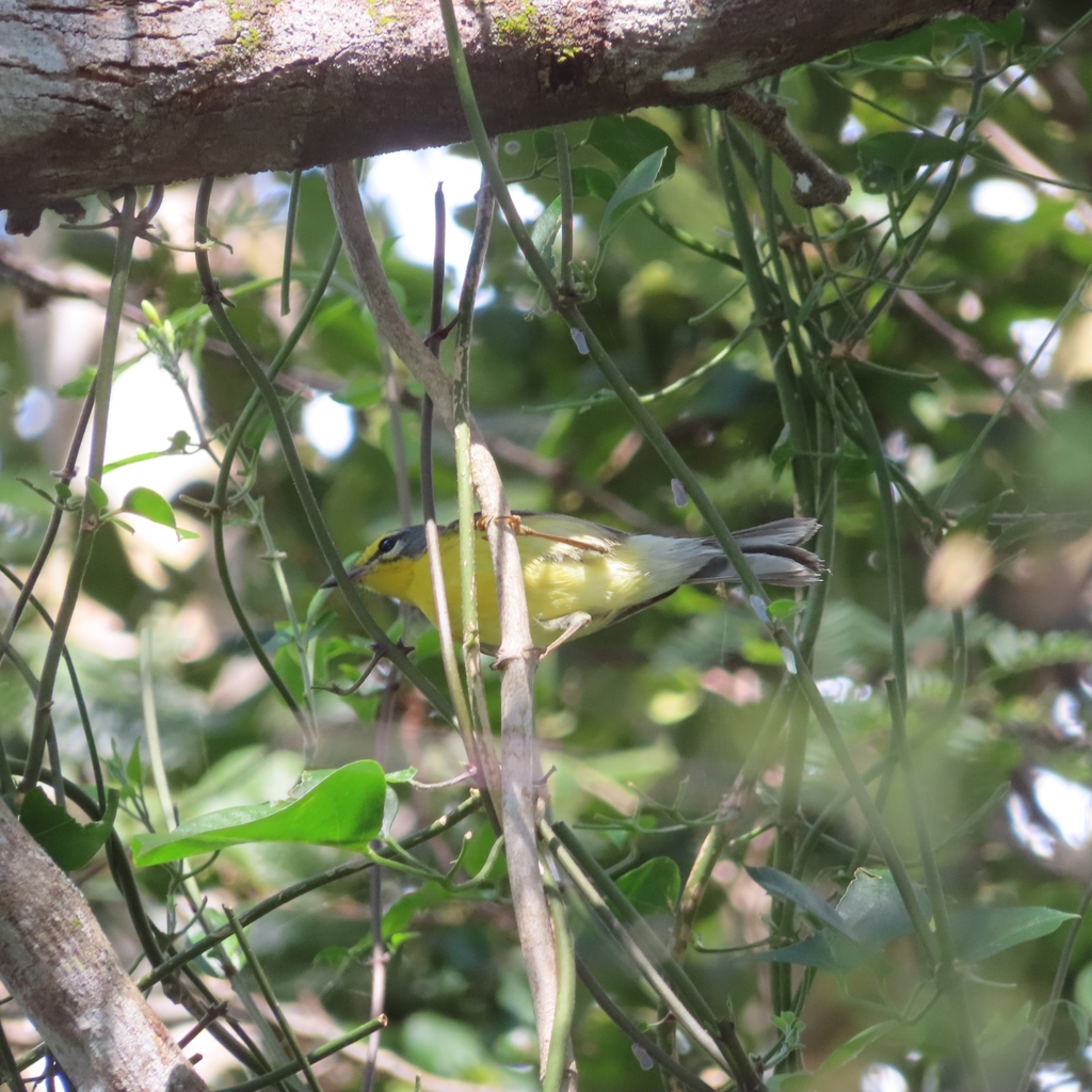 Adelaide’s Warbler