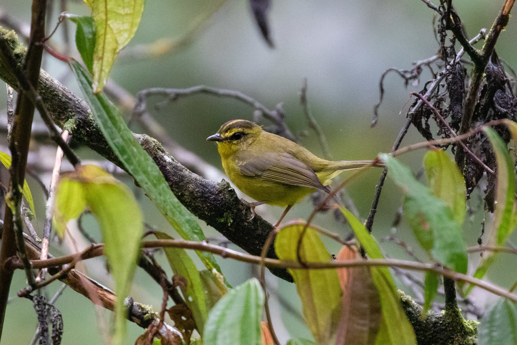 Cuzco Warbler