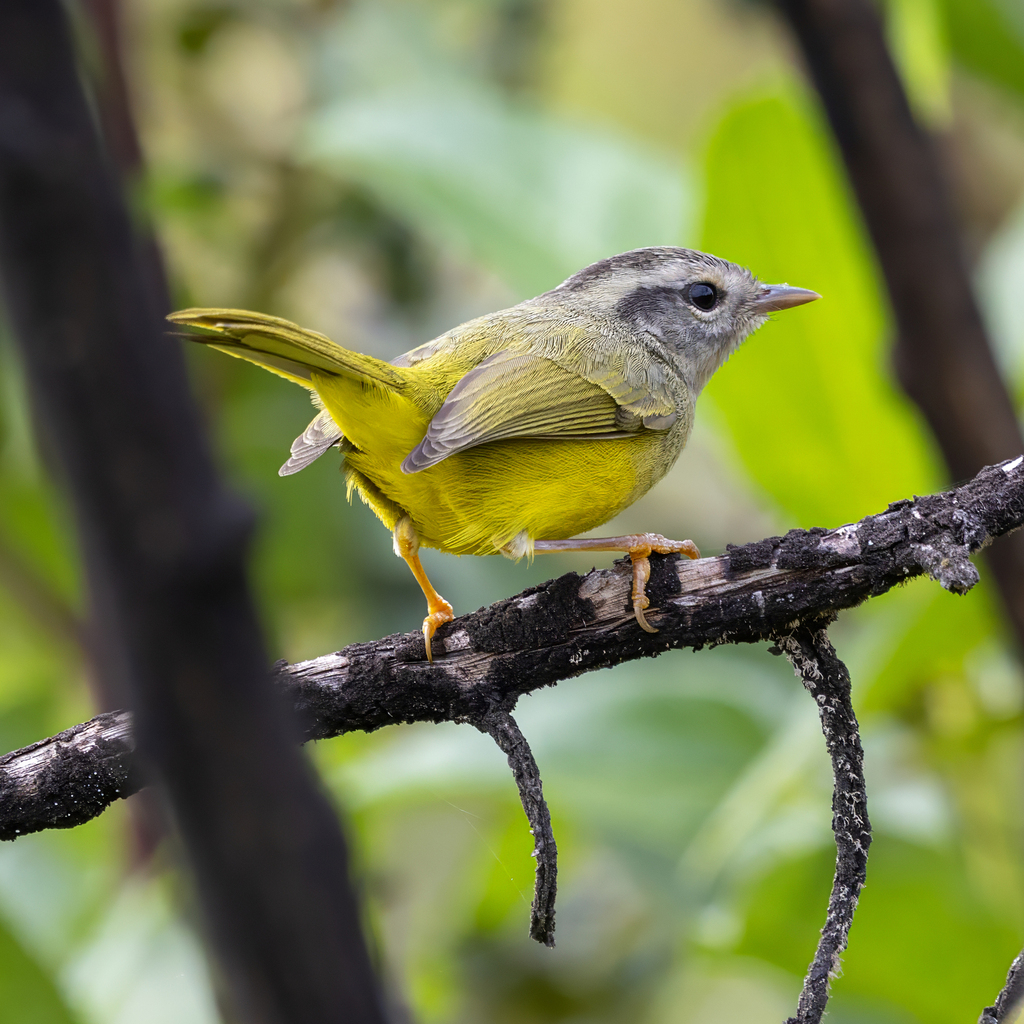 Three-banded Warbler