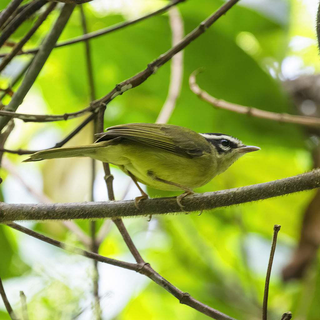 Three-striped Warbler