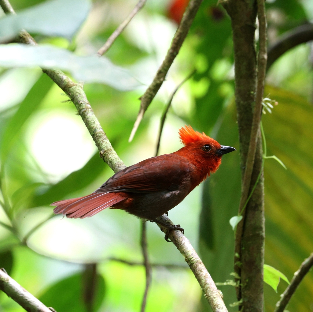 Crested Ant Tanager