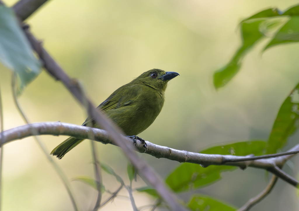 Yellow-lored Tanager