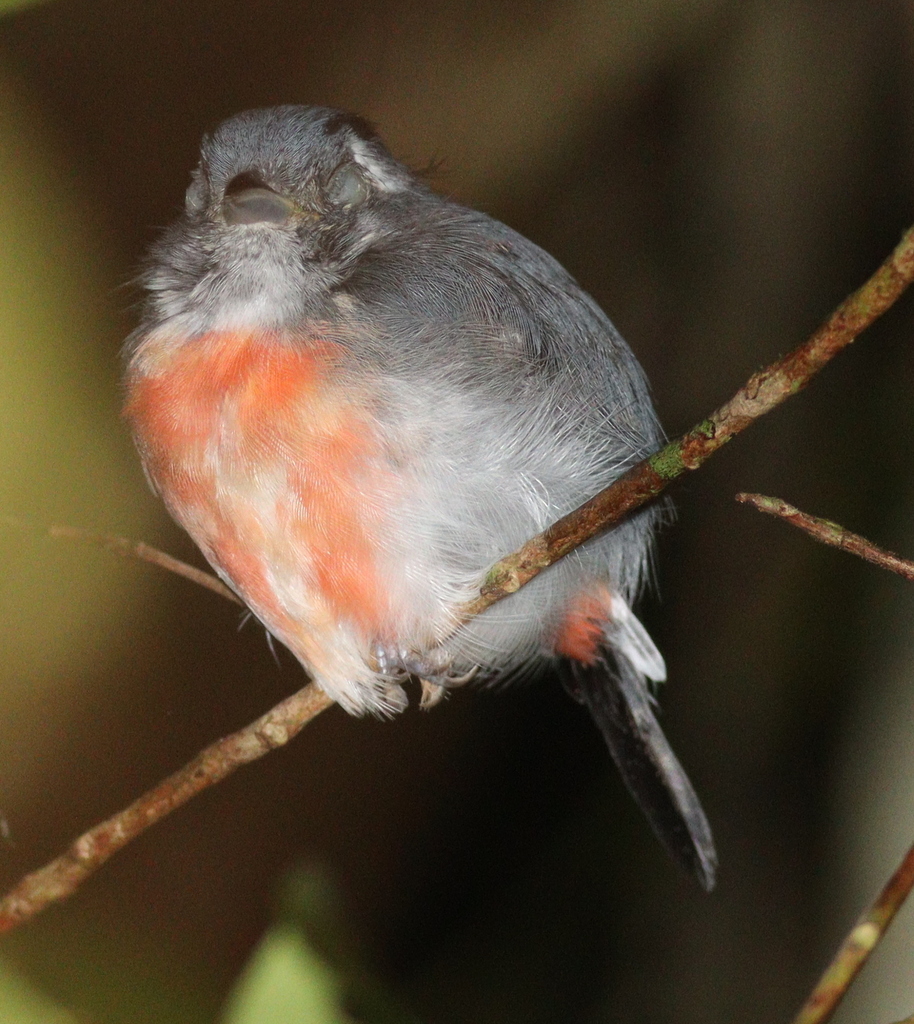 Grey-throated Chat