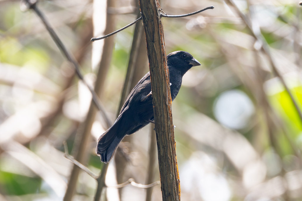 Blue Seedeater