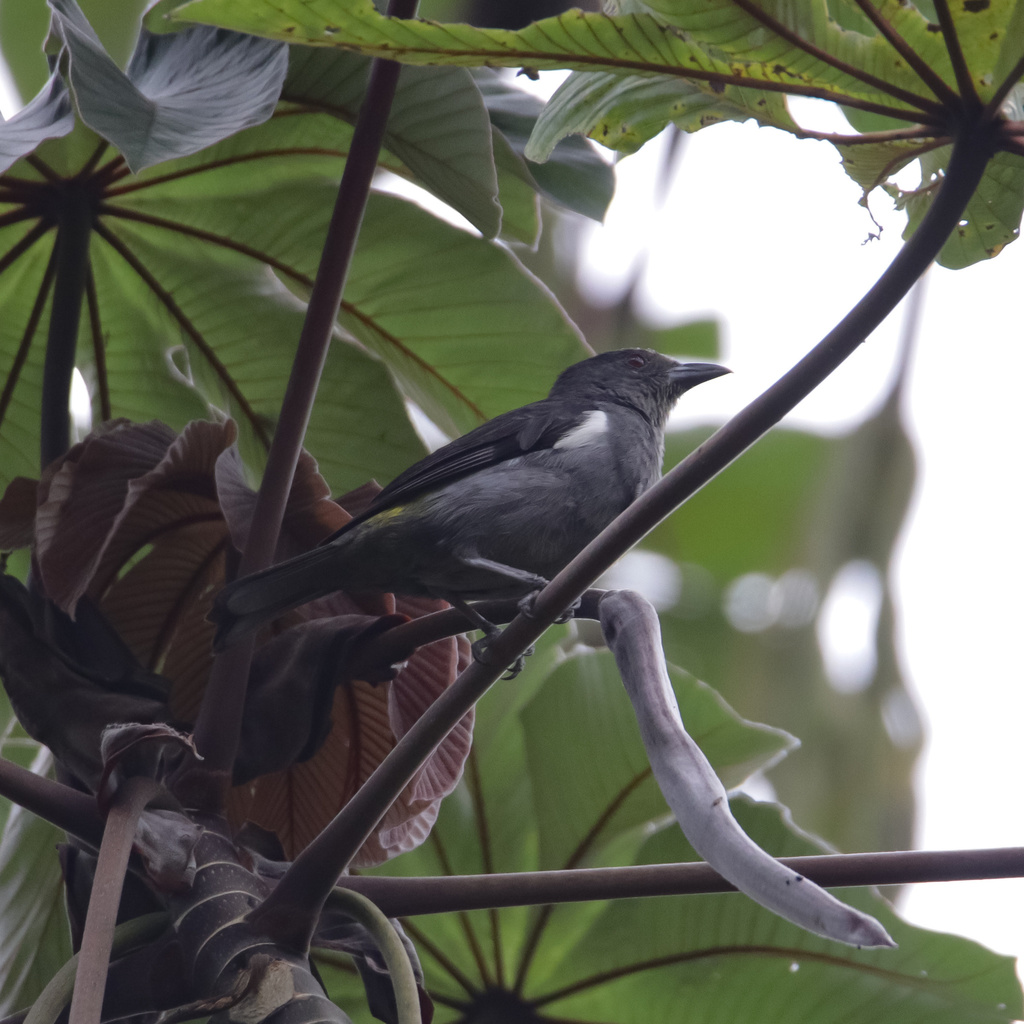 Sulphur-rumped Tanager