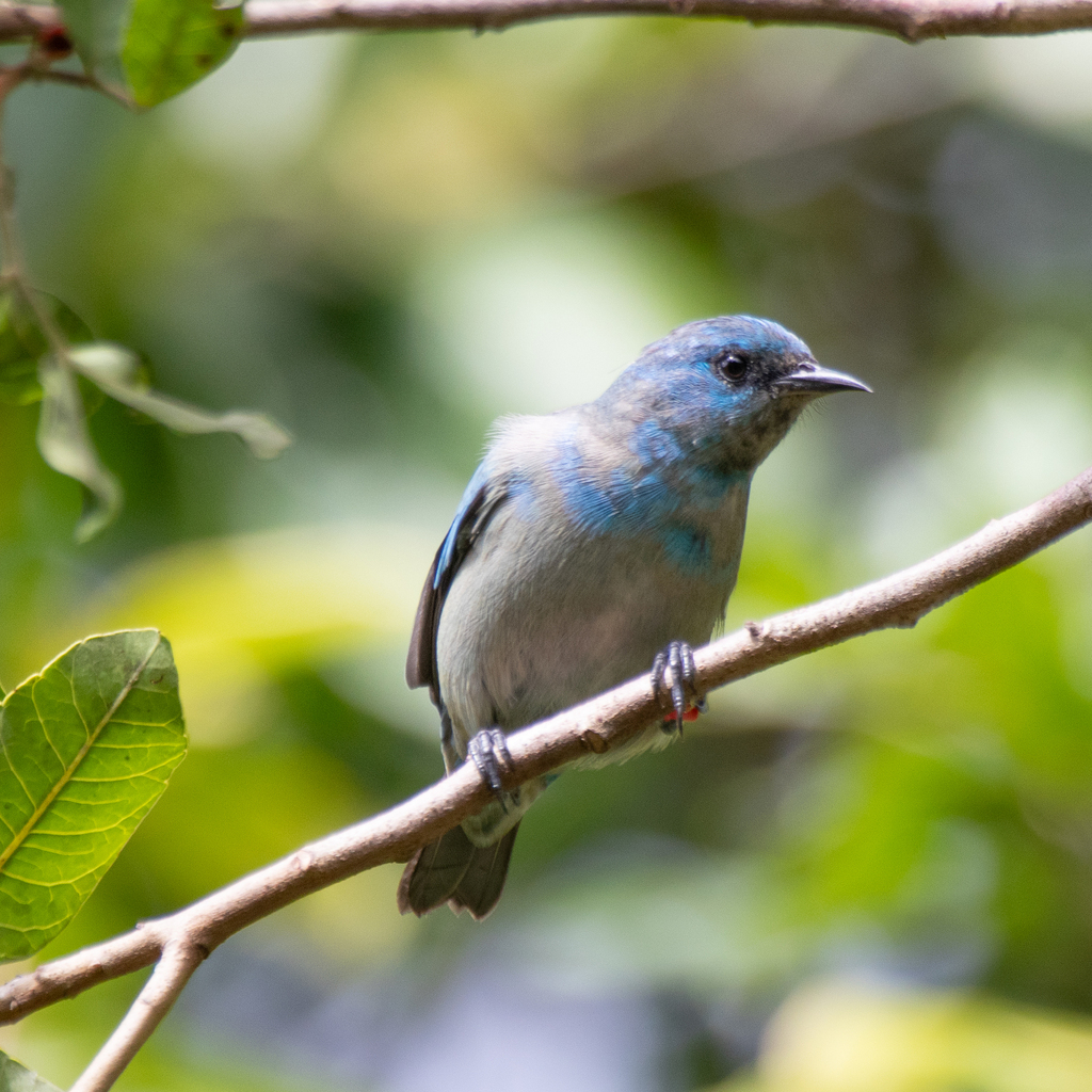 Black-legged Dacnis