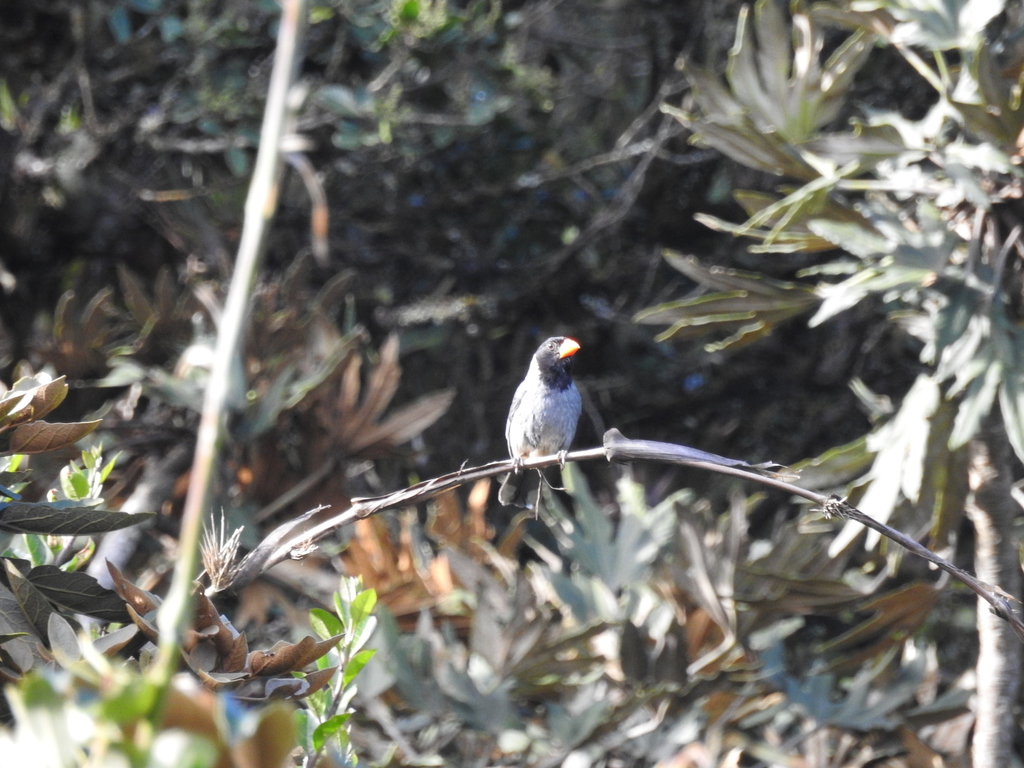 Black-cowled Saltator