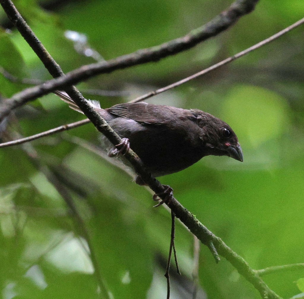 Sooty Grassquit