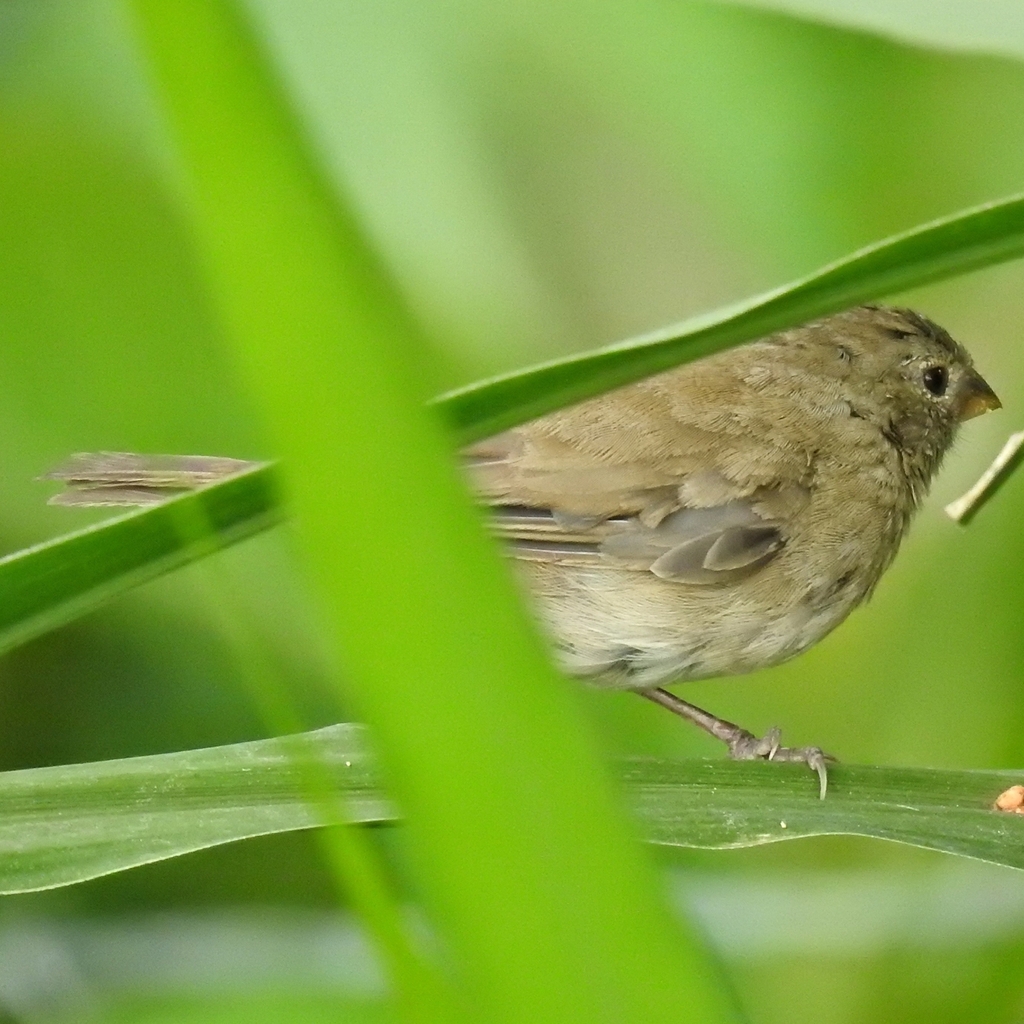 Dull-colored Grassquit