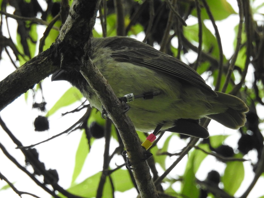 Medium Tree Finch