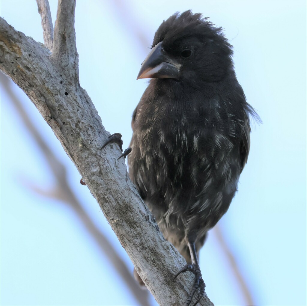 Espanola Cactus Finch