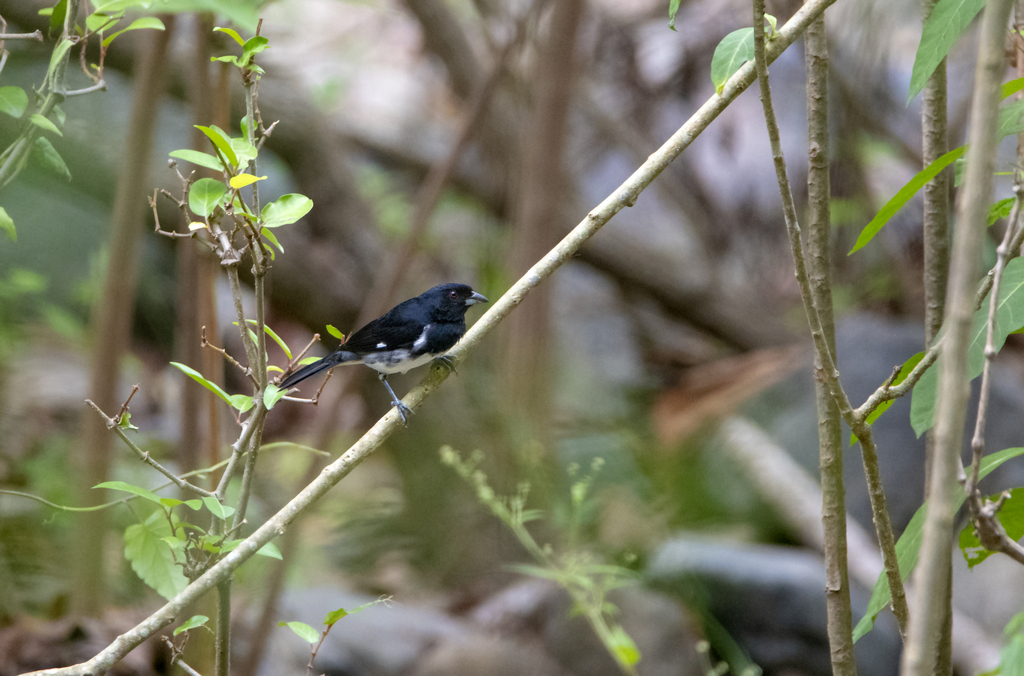 Black-and-white Tanager