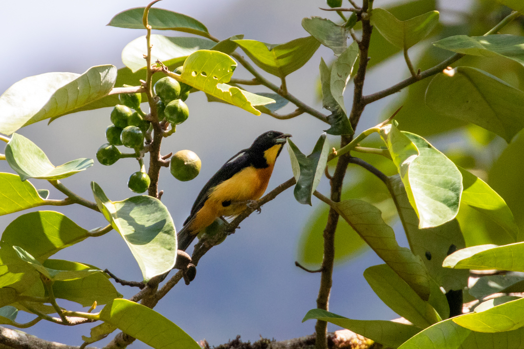 Yellow-crested Tanager