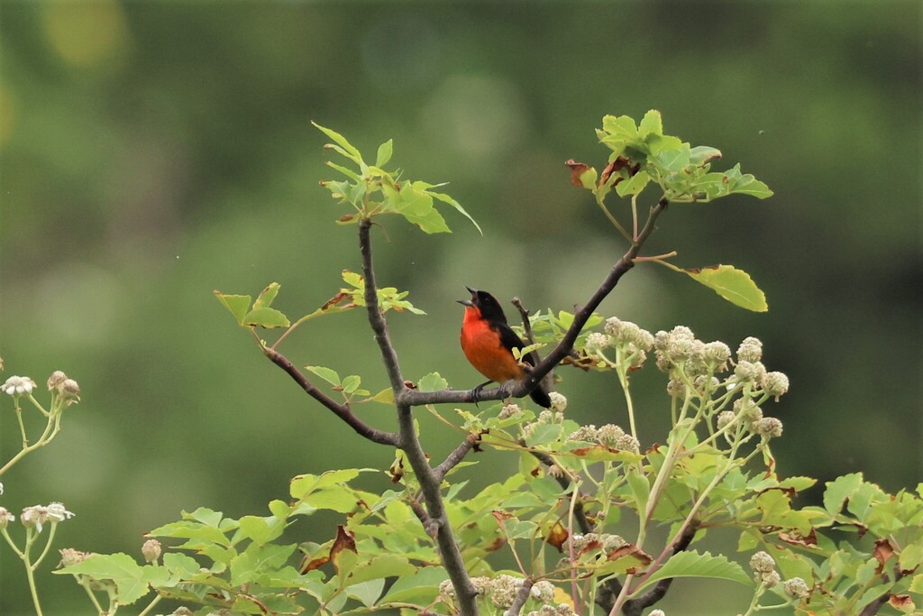 Crimson-breasted Finch