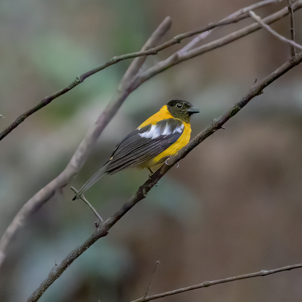 Tangara Aliblanca