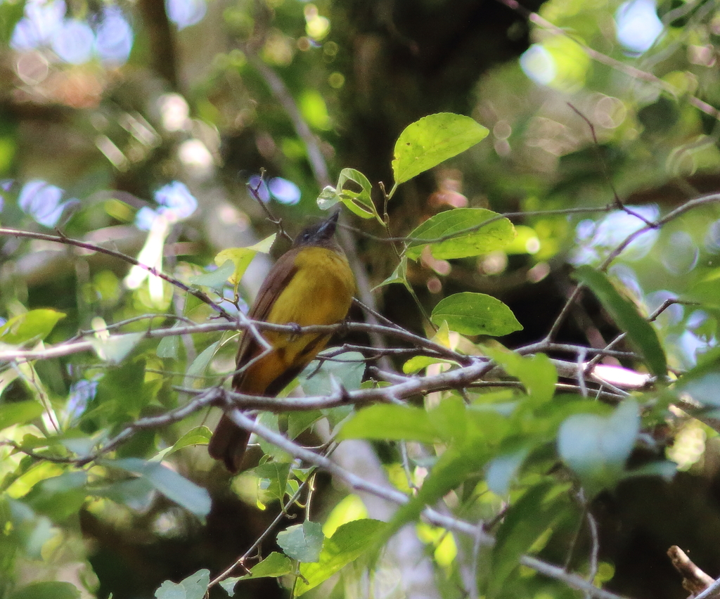 Black-throated Shrike-Tanager