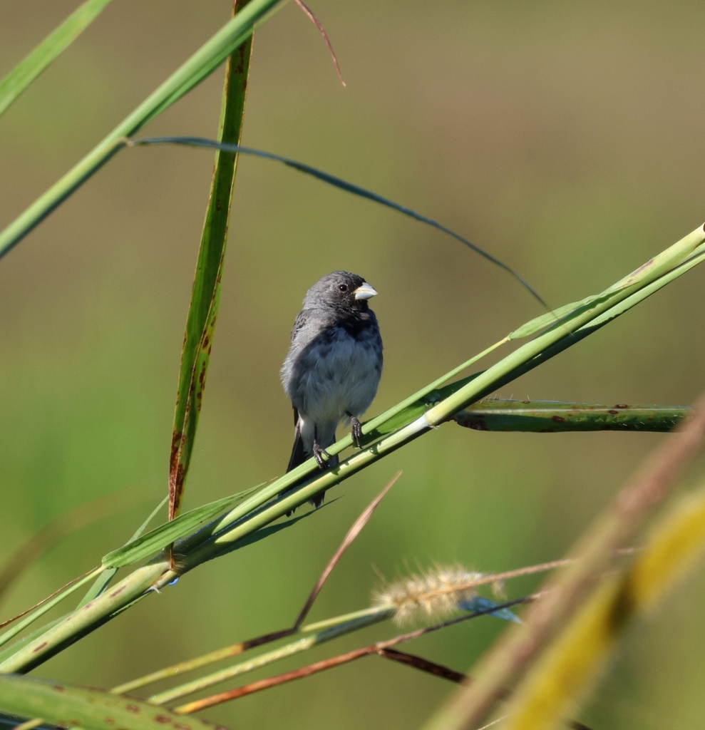 Dubois’s Seedeater