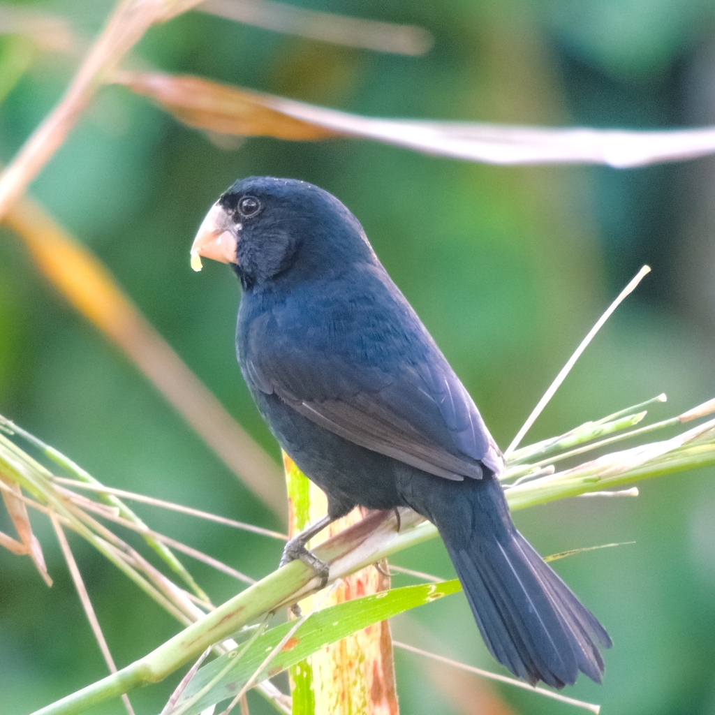 Nicaraguan Seed Finch