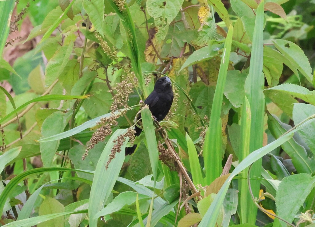 Black-billed Seed Finch