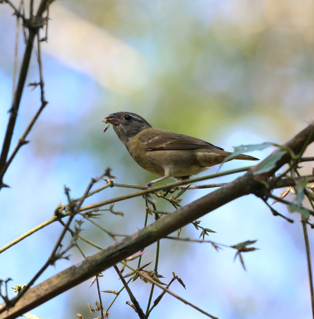 Buffy-fronted Seedeater
