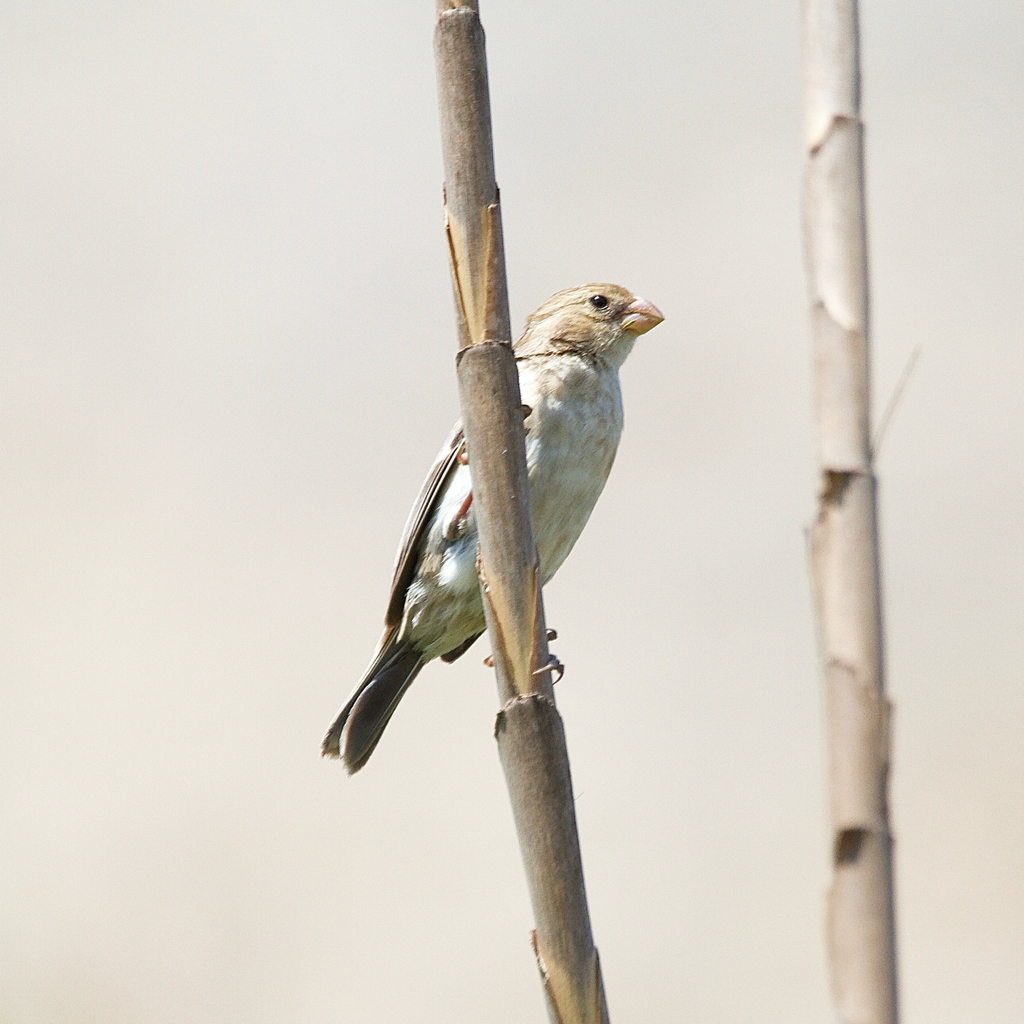 Chestnut-throated Seedeater
