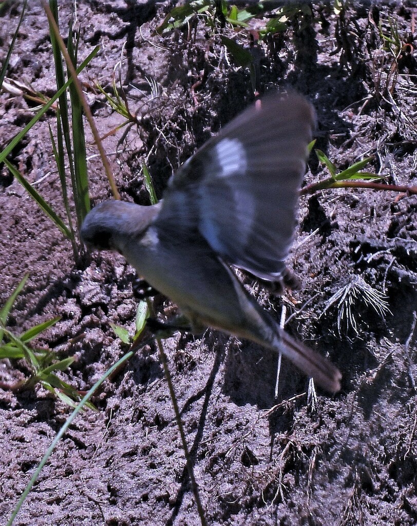 Ibera Seedeater