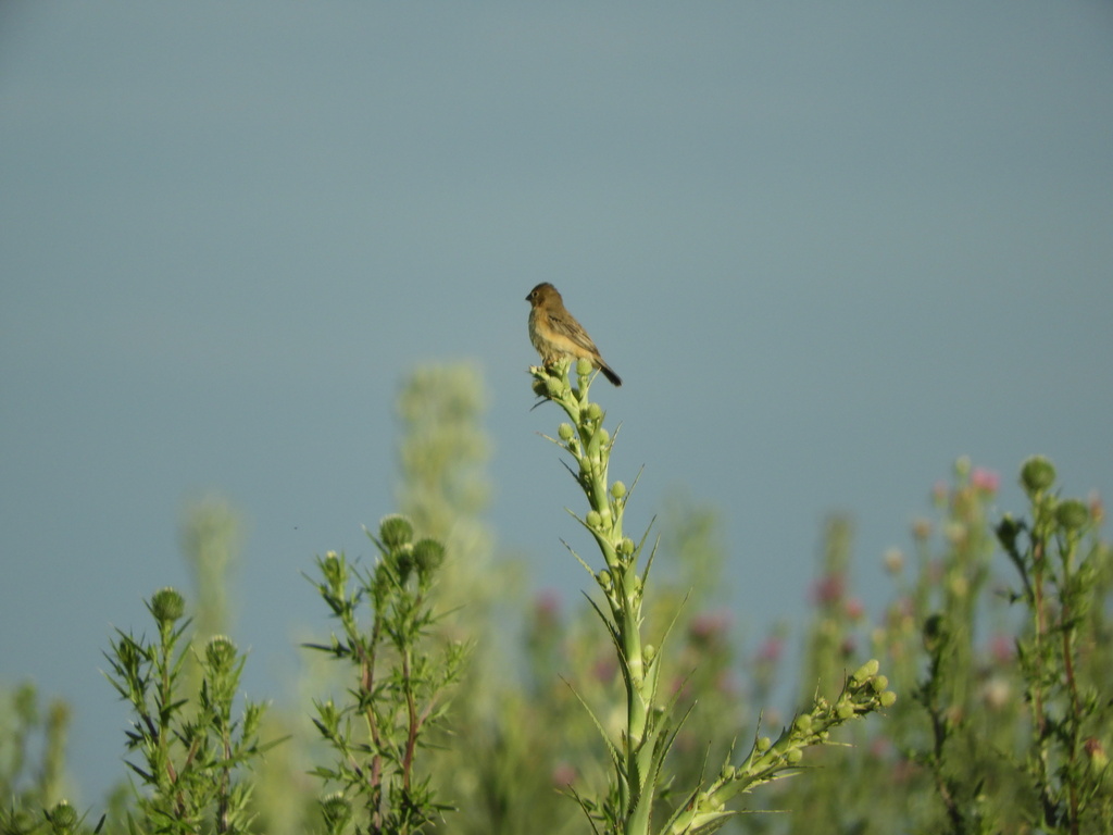 Rufous-rumped Seedeater