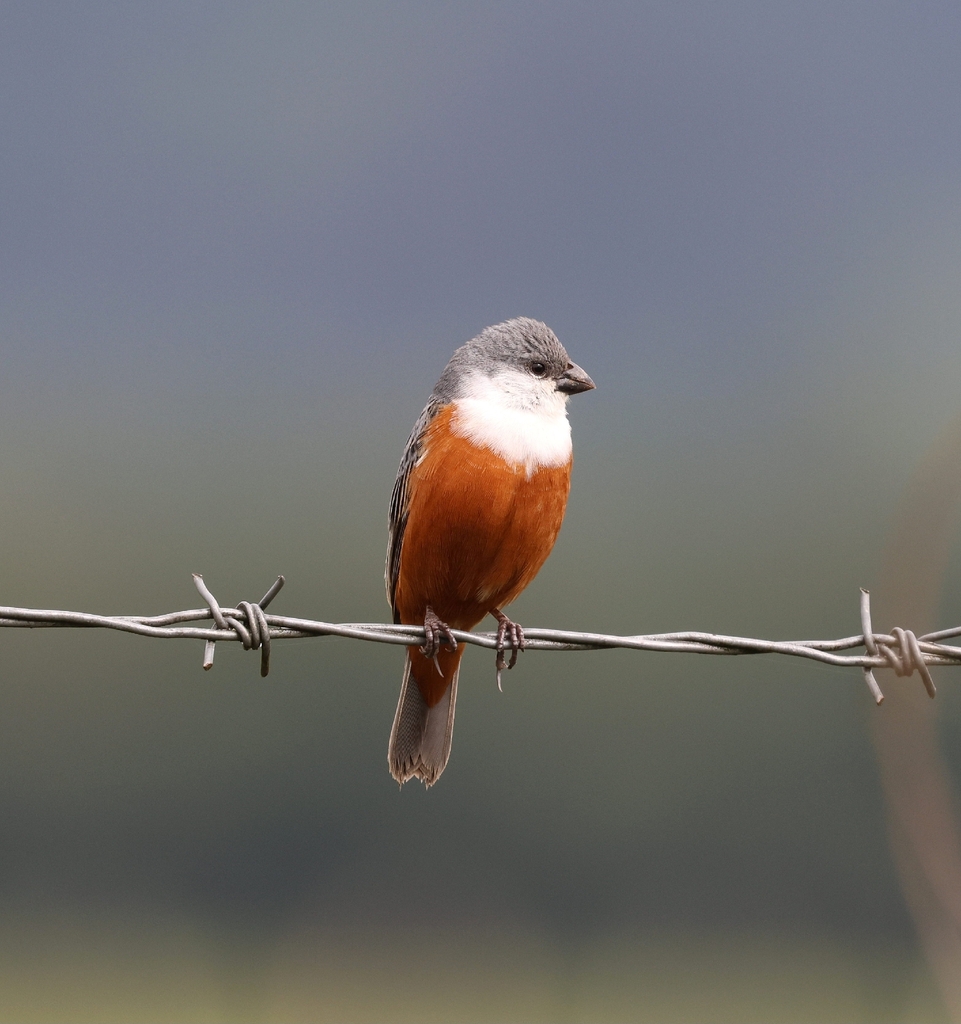 Marsh Seedeater