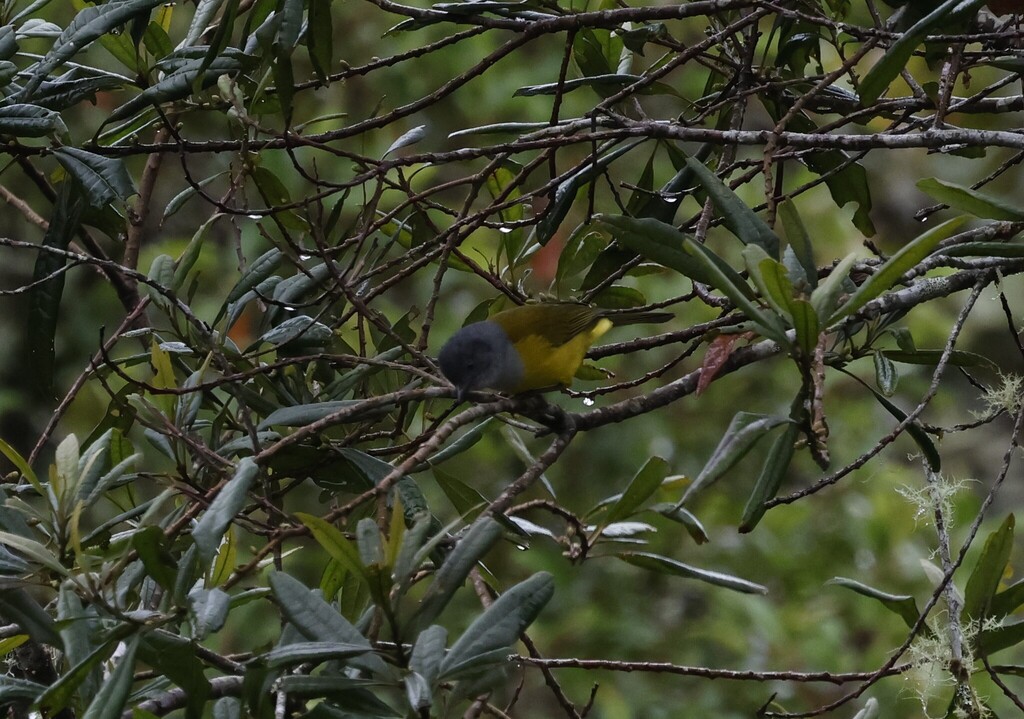 Black-billed Cnemoscopus