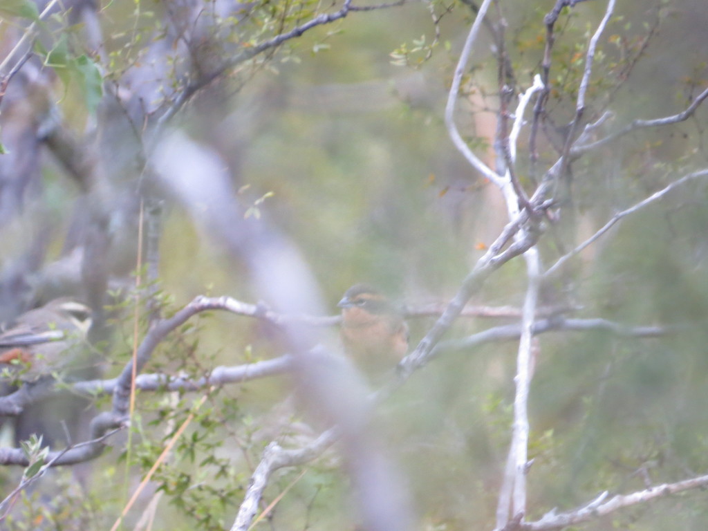 Cinnamon Warbling Finch