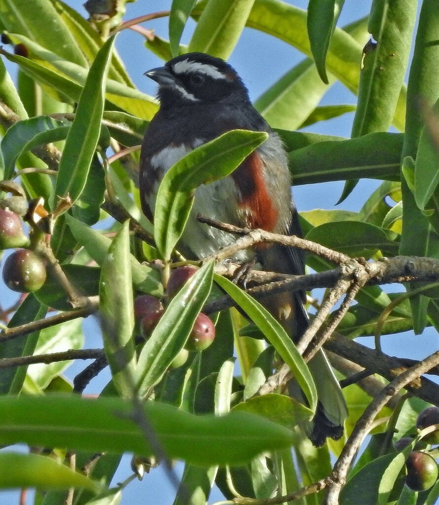 Black-and-chestnut Warbling Finch