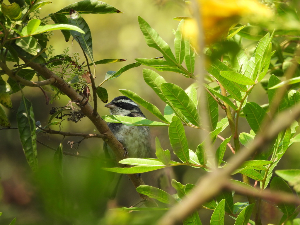 Collared Warbling Finch