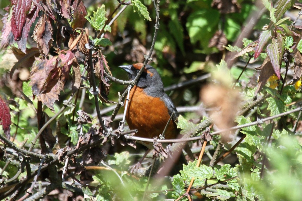 Rufous-breasted Warbling Finch