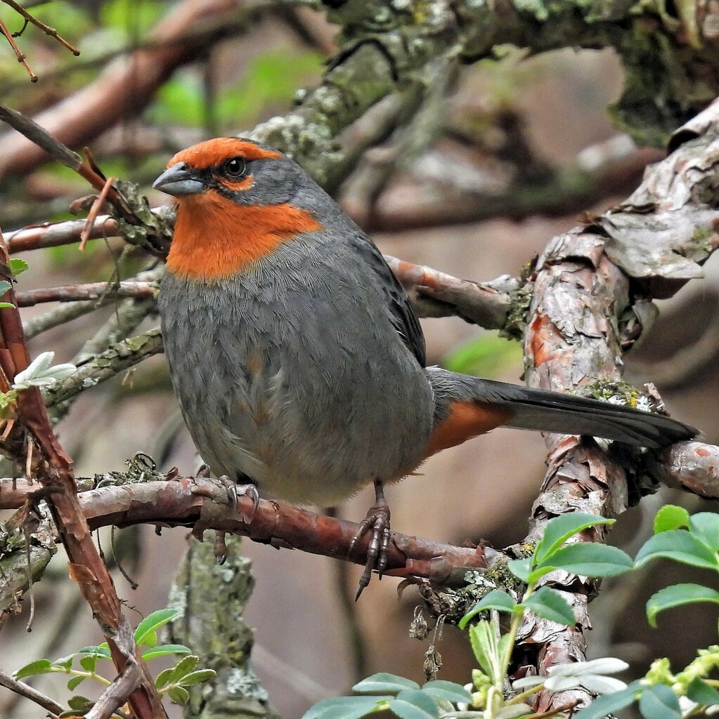 Tucuman Mountain Finch