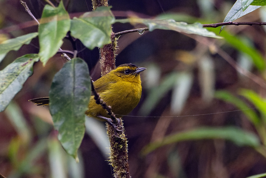 Parodi’s Hemispingus