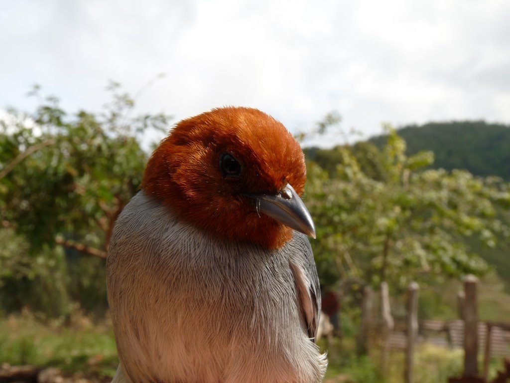 Fulvous-headed Tanager