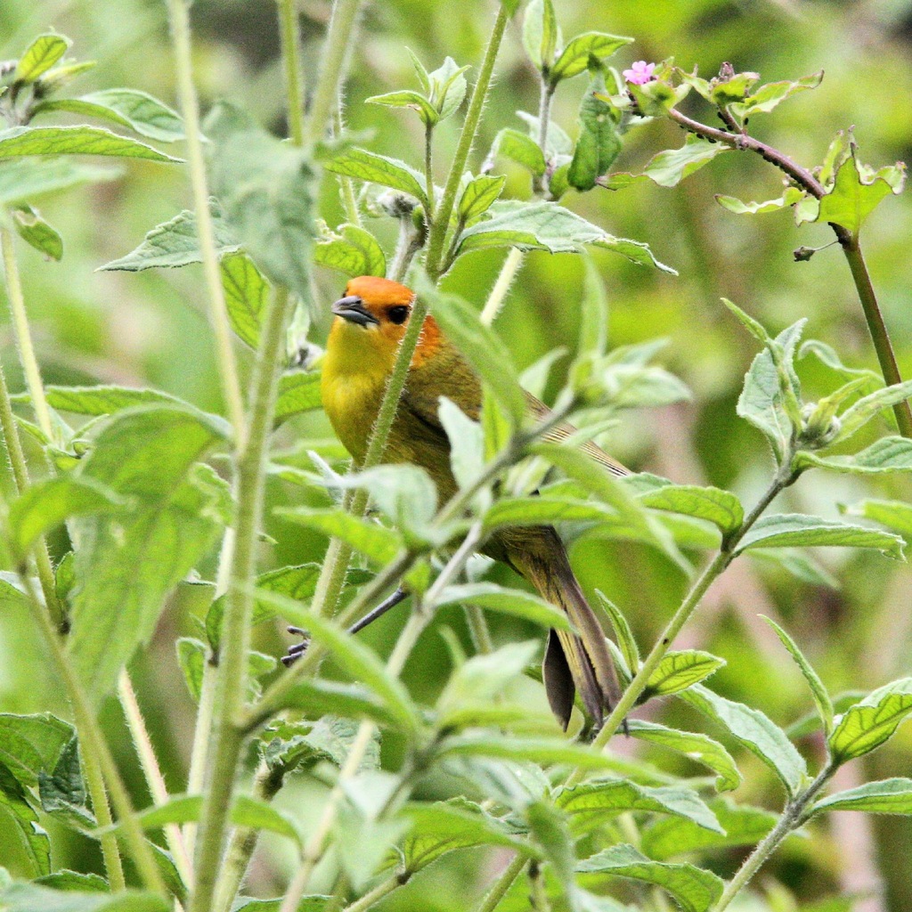 Rust-and-yellow Tanager