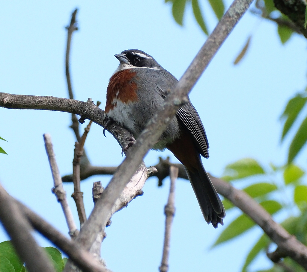 Chestnut-breasted Mountain Finch