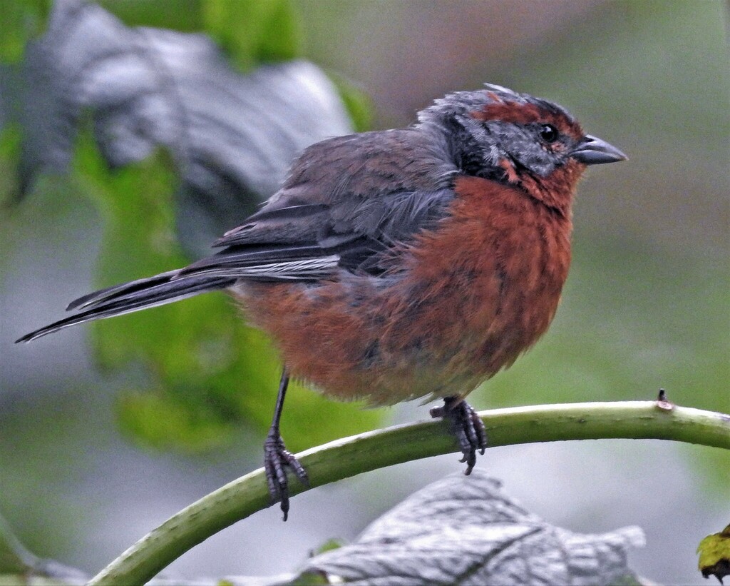 Rusty-browed Warbling Finch