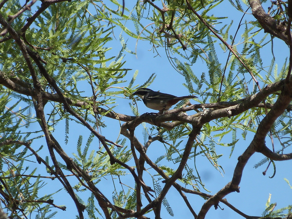 Ringed Warbling Finch