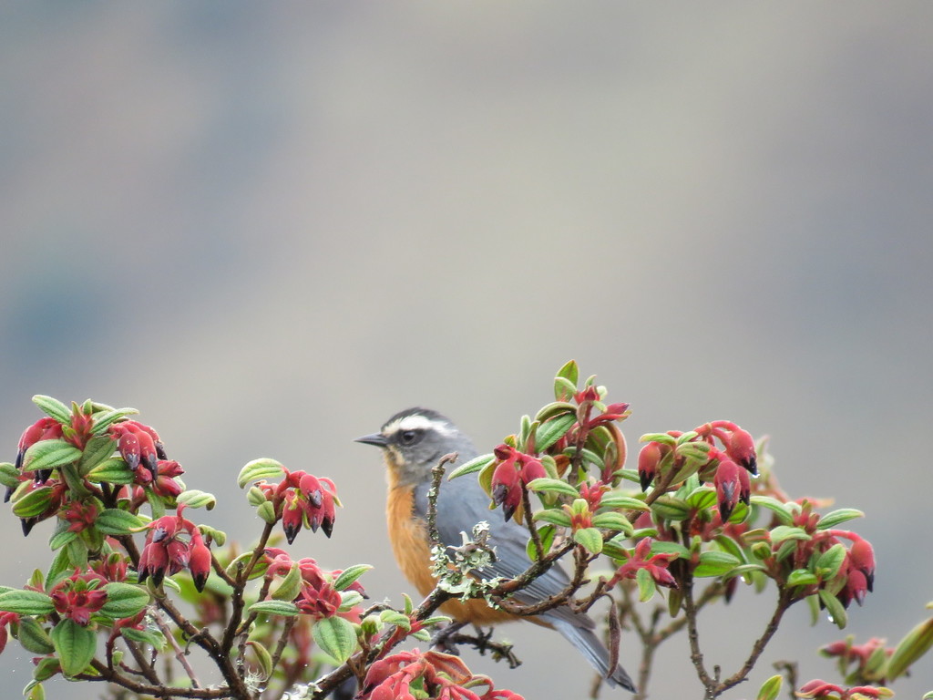 White-browed Conebill