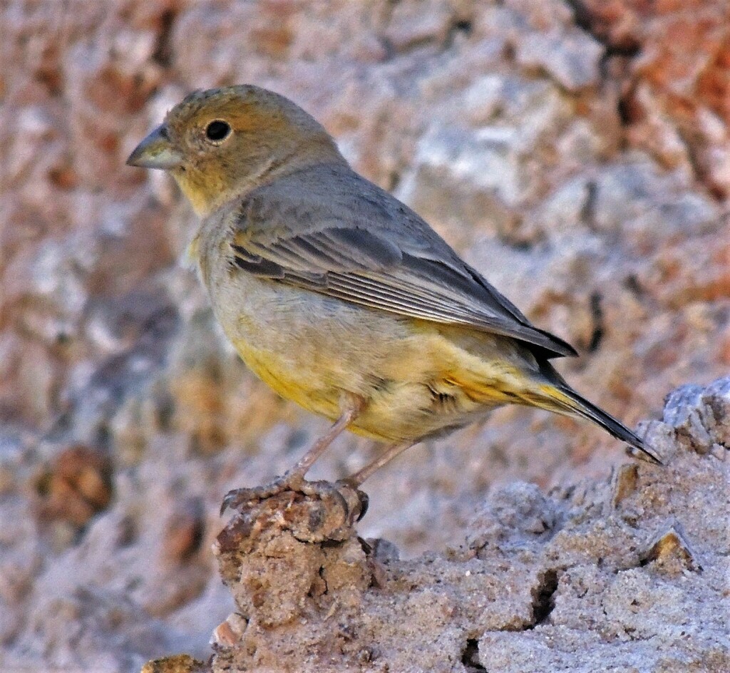Monte Yellow Finch
