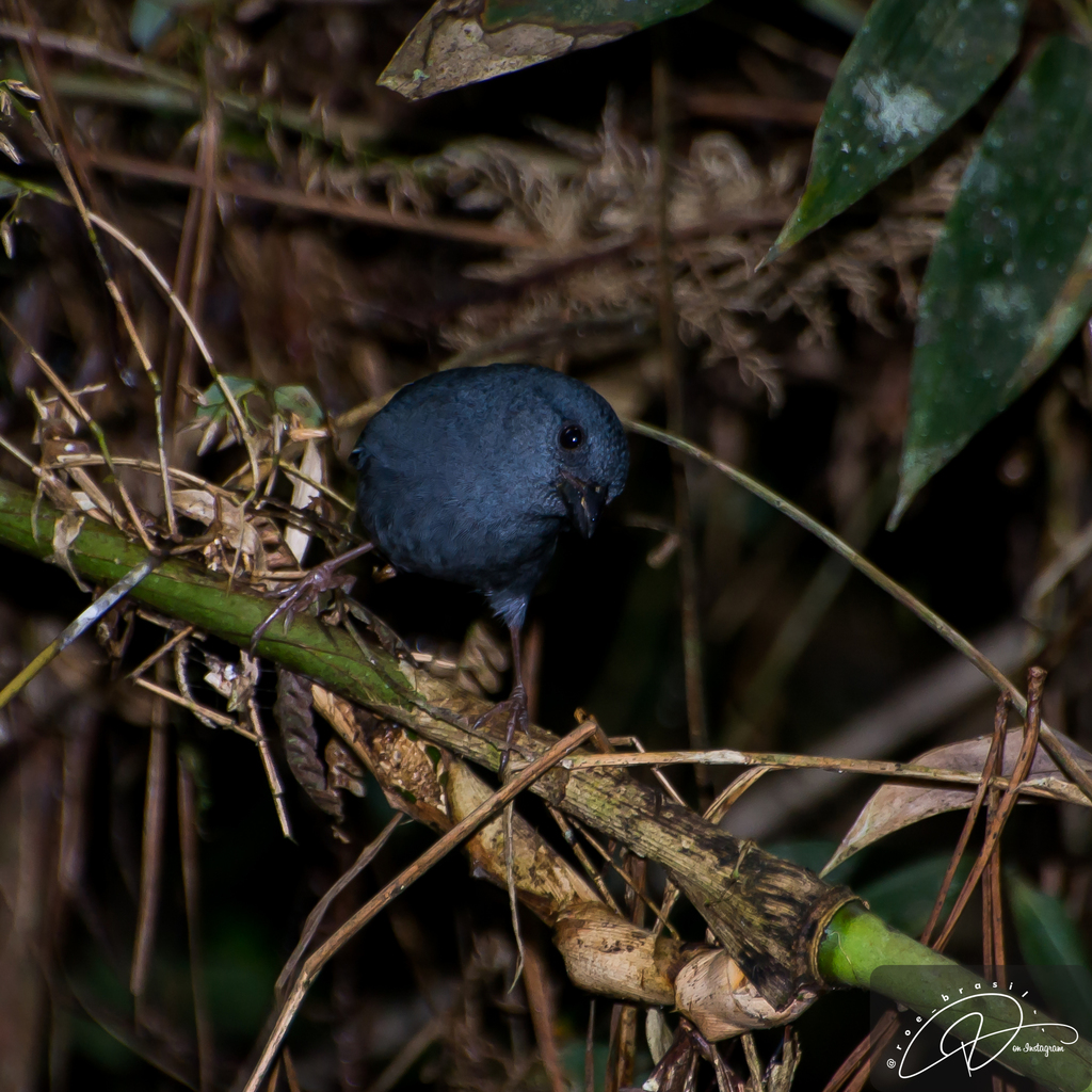 Uniform Finch