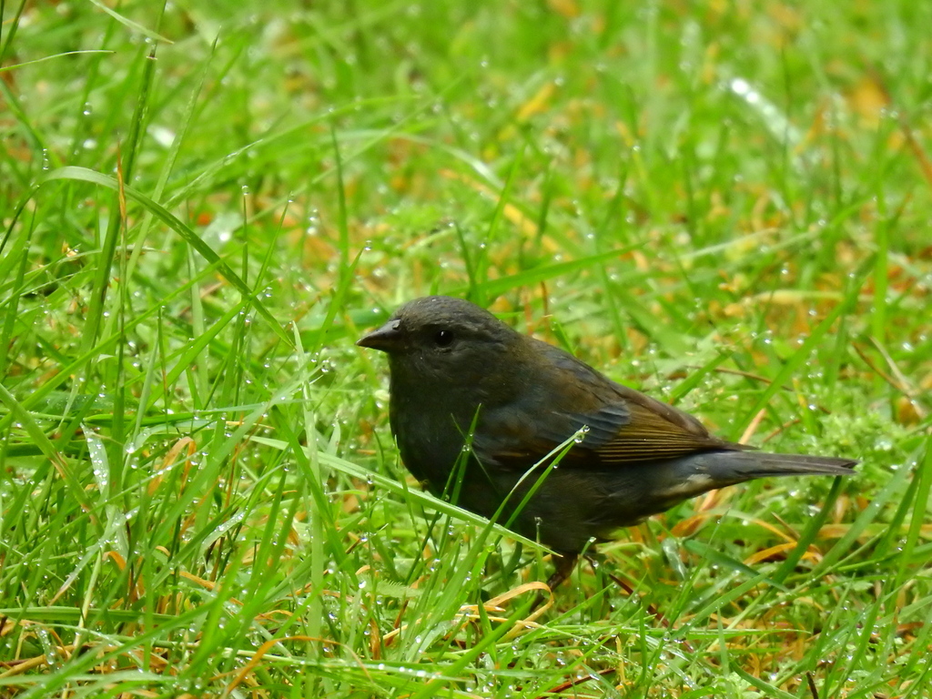 Slaty Finch