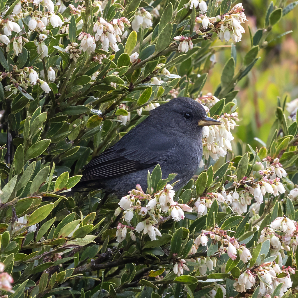 Peg-billed Finch