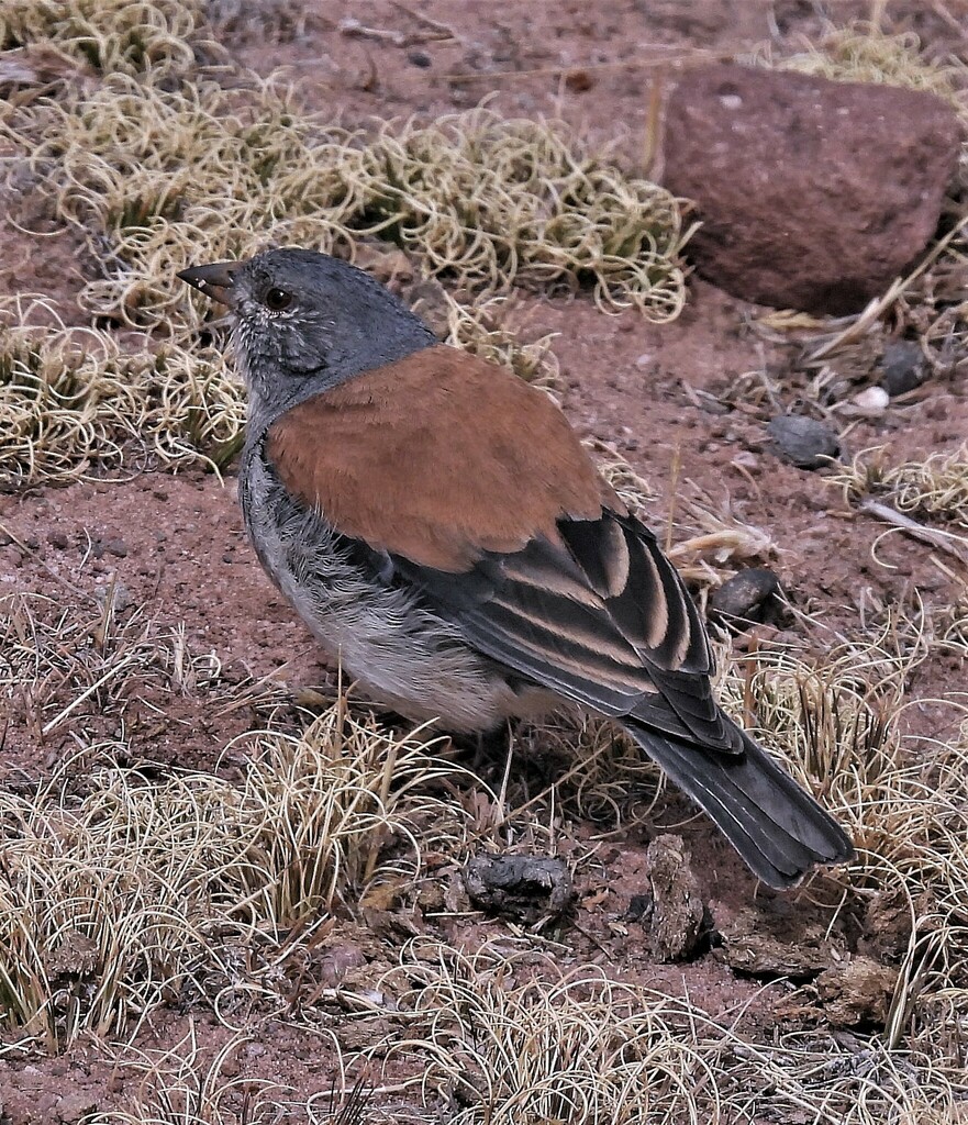 Red-backed Sierra Finch